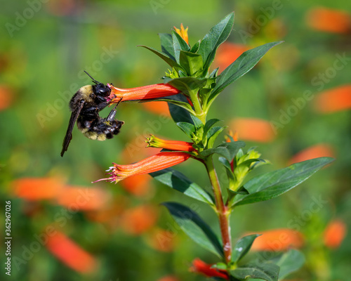 Bumblebee on Flower © Rodrigo
