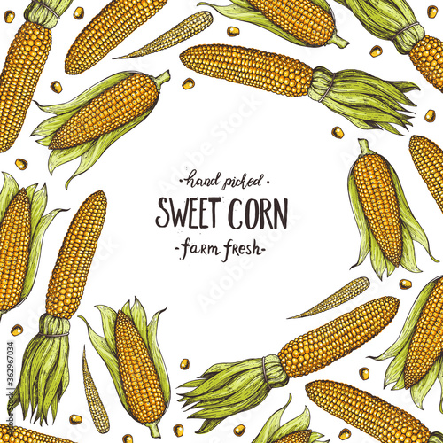 Corn, maize illustration. Hand drawn corn design. Corn background. Vector illustration. Corn on the cob hand drawn vector illustration. Color, vintage design.