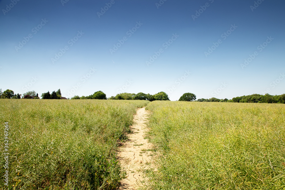 Fototapeta premium walkway along a farmer field