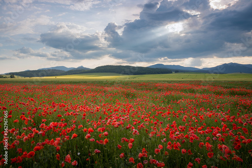 Poppy field in region Turiec  Slovakia. Landscape with sunset over poppy field. Red petals poppies in summer countryside.