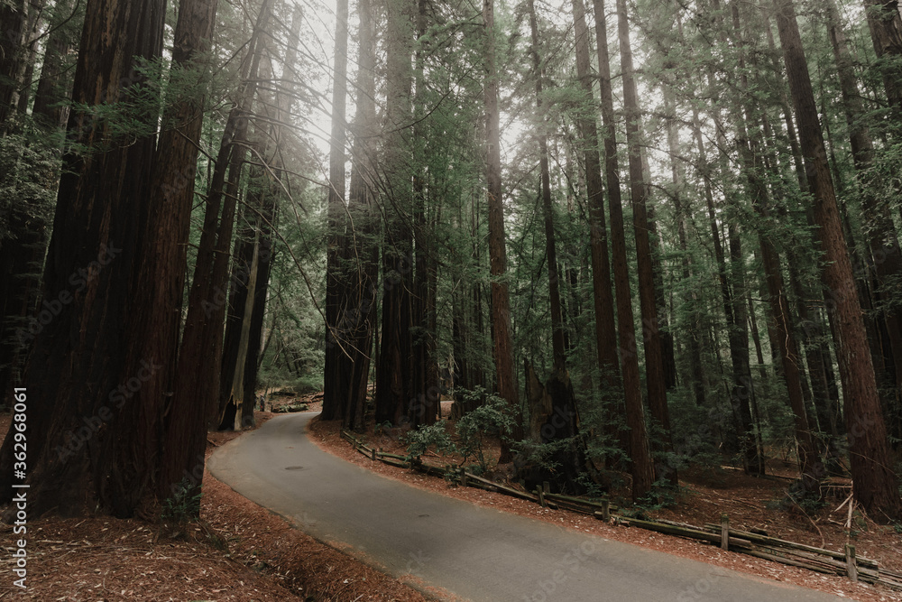 Obraz premium Morning Forest