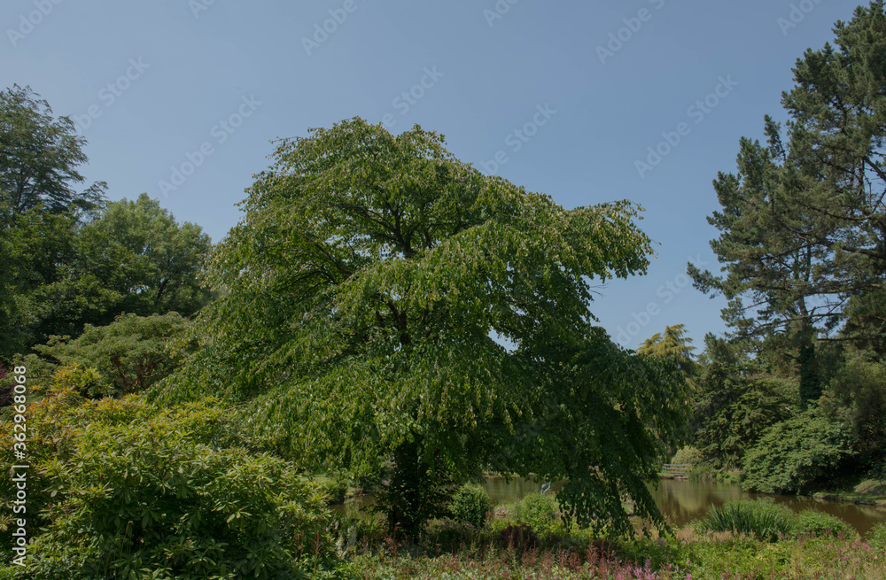 Summer Foliage of a Katsura Tree (Cercidiphyllum japonicum) Growing on the Edge of a Lake in a Country Cottage Garden in Rural Devon, England, UK Summer Foliage of a Katsura Tree (Cercidiphyllum japonicum) Growing on the Edge of a Lake in a Country Cottage Garden in Rural Devon, England, UK