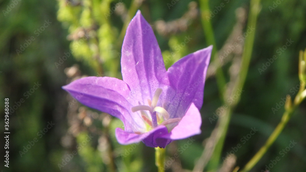 Gently purple wildflower, close-up, for mobile app, for site Gently purple wildflower, close-up, for mobile app, for site