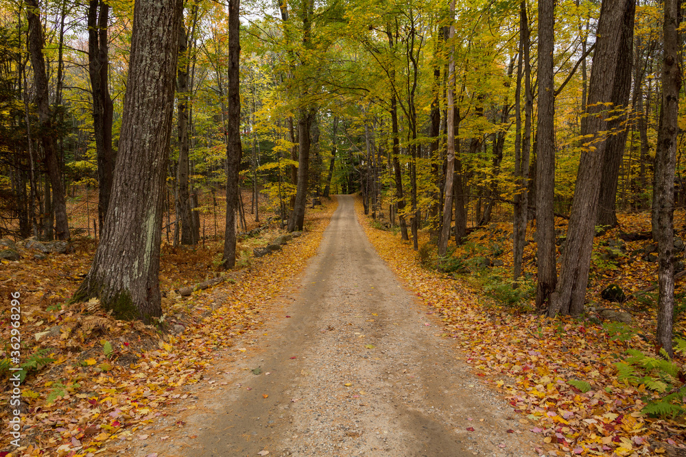 Leaf litter lines a dirt road during the fall season.