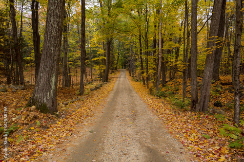 Leaf litter lines a dirt road during the fall season.