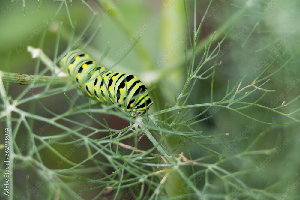 Papilio polyxenes, the (eastern) black swallowtail, American swallowtail caterpillar