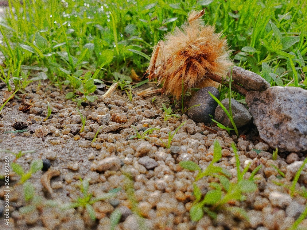 Obraz premium Piedras al verde