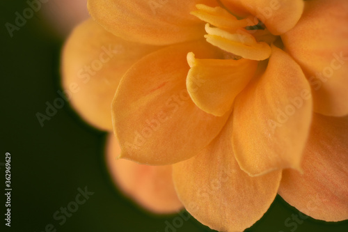 Macrophotography of the orange flower Kalanchoe