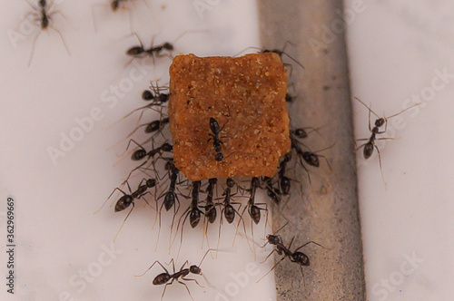 Photo team ants