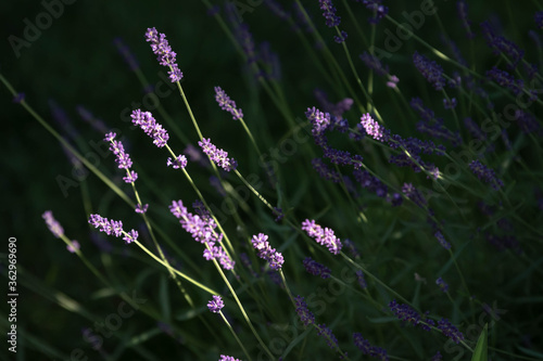 Brightly illuminated purple lavender flowers on green stems leaning slightly over to the left on a dark background. Frame horizontally and vertically.