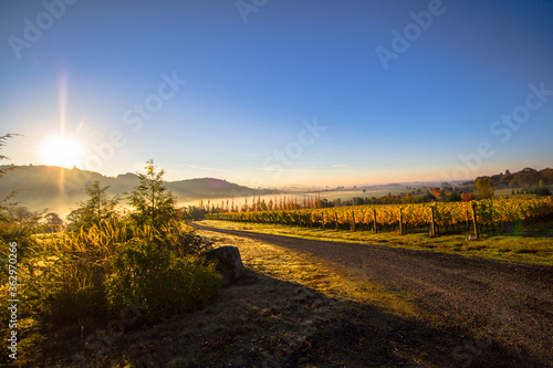 Misty Sunrise over Vineyard in Willamette Valley 