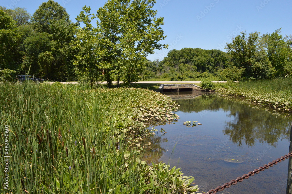 Obraz premium pond in the park