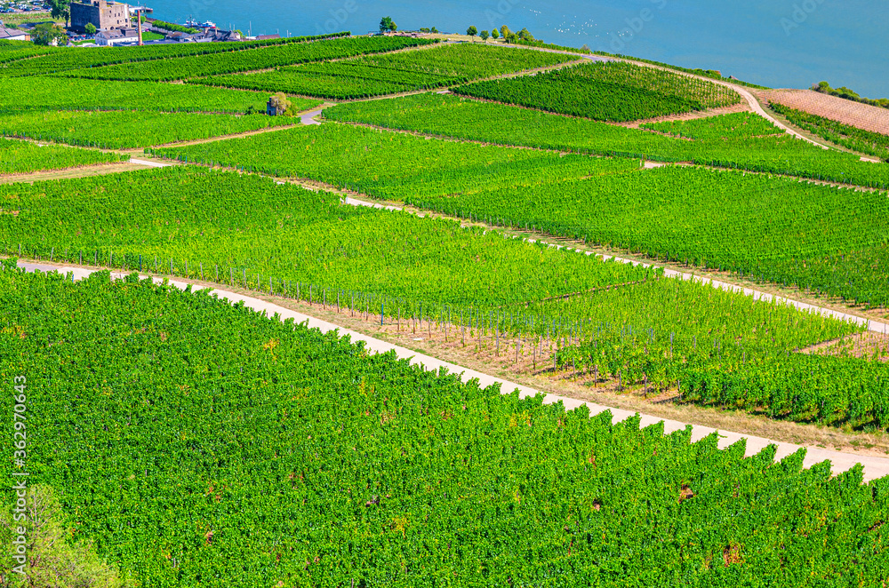 Vineyards green fields landscape with grapevine rows on hills in Rhine Gorge or river Rhine Valley, Rheingau wine region on Roseneck mount near Rudesheim am Rhein town, State of Hesse, Germany