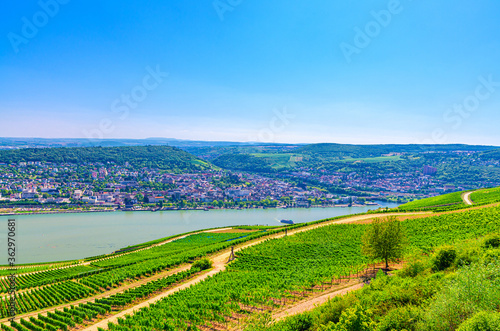 Aerial panoramic view of river Rhine Gorge or Upper Middle Rhine Valley winemaking region with vineyards green fields  Bingen am Rhein town  blue sky  Rhineland-Palatinate  Hesse states  Germany