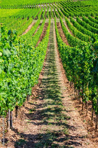 Grapevine rows in vineyards green fields landscape with grape trellis on hills in river Rhine Valley, Rheingau wine region on Roseneck mount near Rudesheim town, State of Hesse, Germany photo