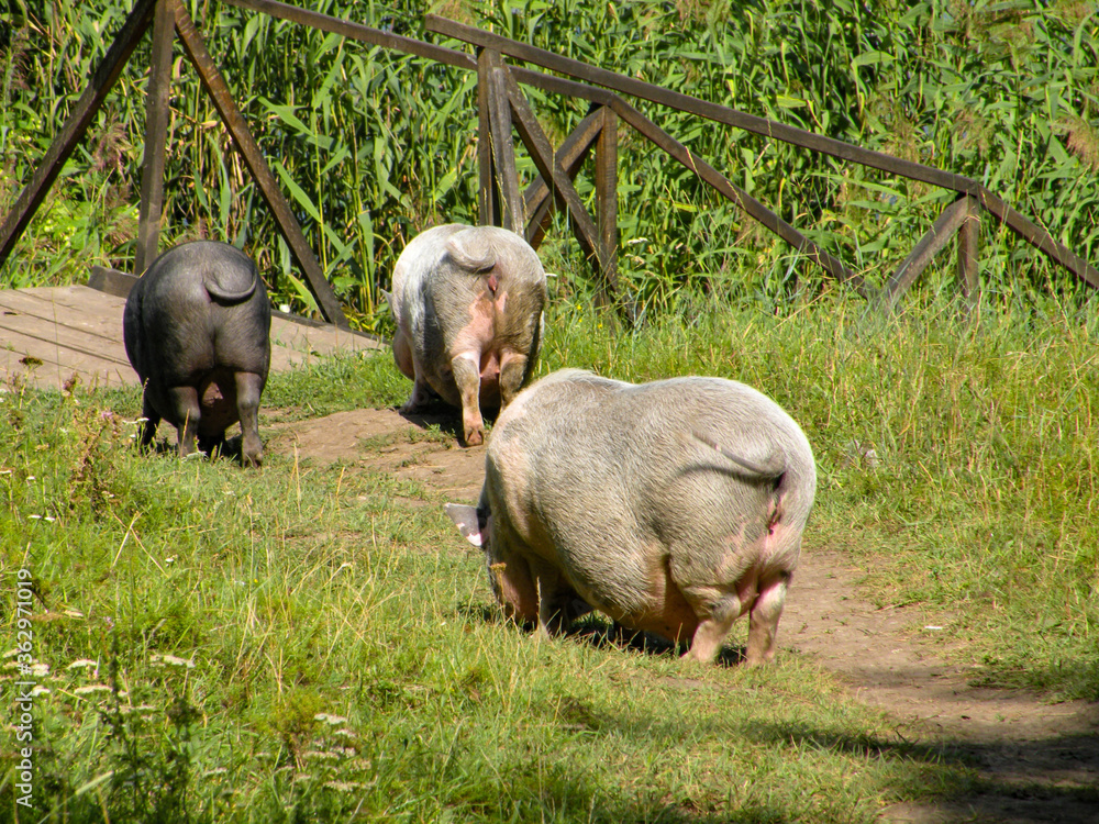Three pigs from behind fun wag their tail in nature Three pigs from behind fun wag their tail in nature