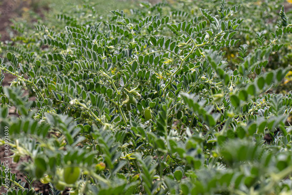 Green field of chickpeas of Turkish lamb peas. Legumes, cultivation. Green field of chickpeas of Turkish lamb peas. Legumes, cultivation.