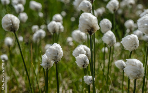 white flowers in the wind