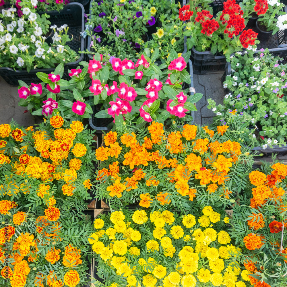 Various flowers in plant pots for sale in market Various flowers in plant pots for sale in market