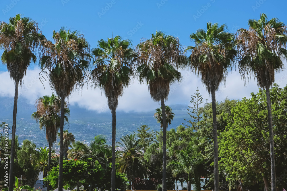 City on the background of a volcano. Spain, Canary Islands, Tenerife, Puerto de La Cruz