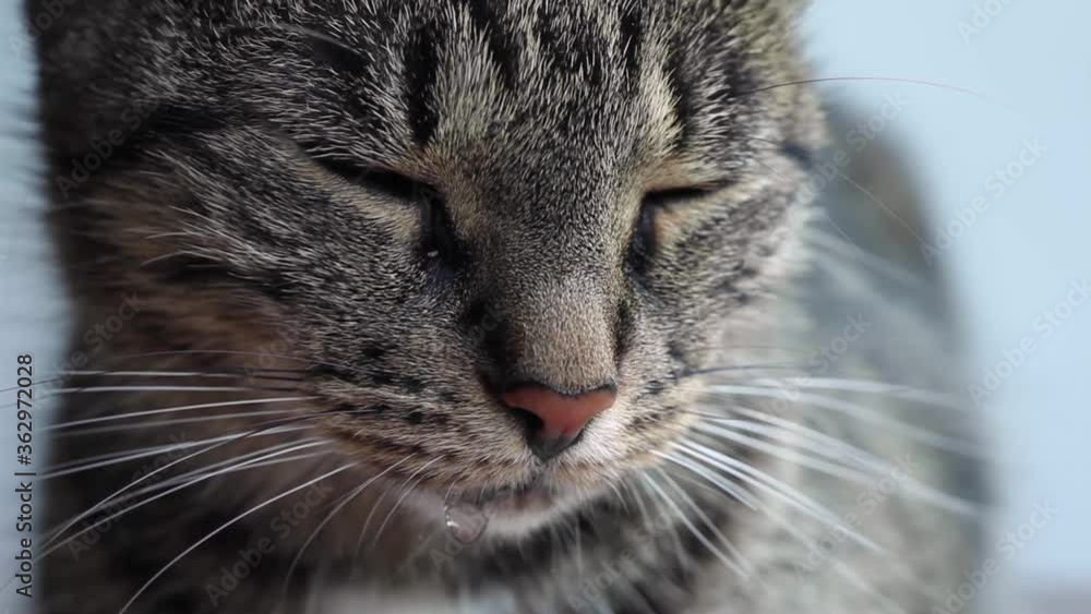 Sad sick cat. Cat was poisoned by a poisonous plant, saliva dripping