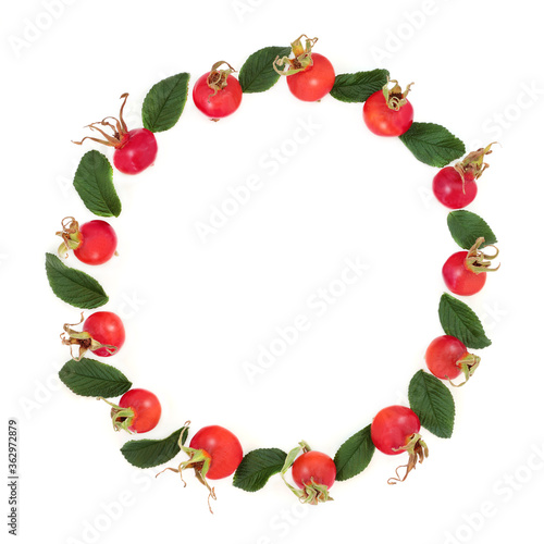 Abstract rosehip wreath with berry fruit and leaves. Immune boosting & high in vitamin c & antioxidants on white background with copy space. Rosa rugosa.