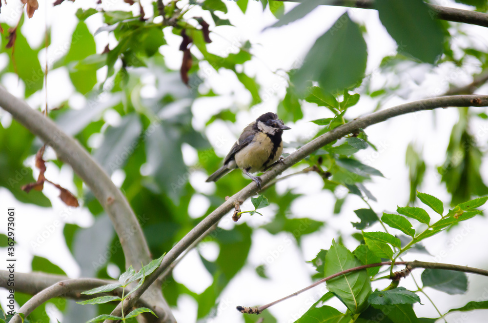 blue tit on branch blue tit on branch