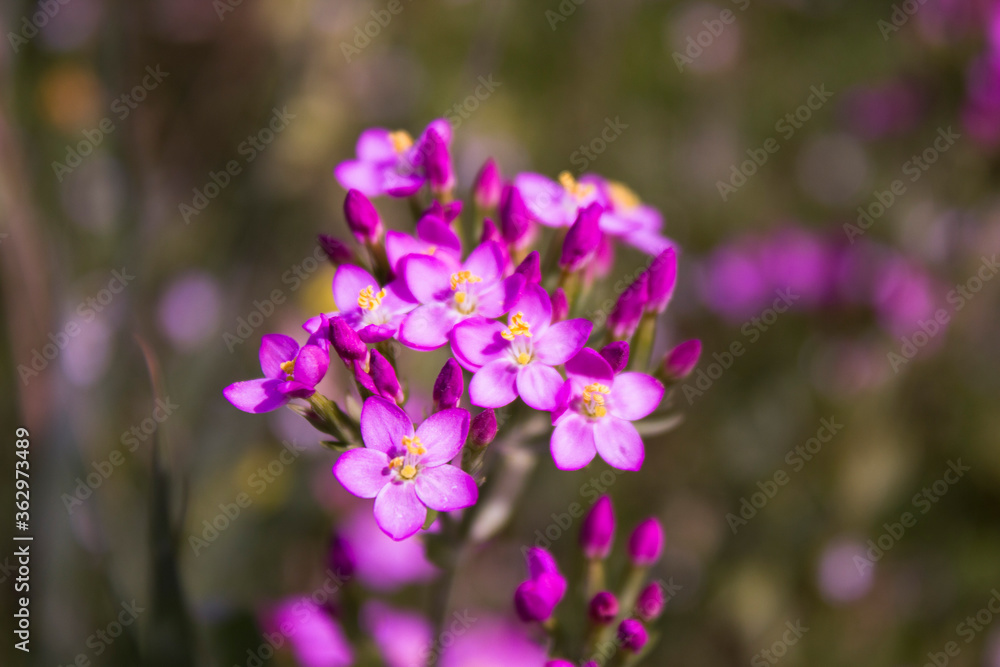 purple flowers in the garden purple flowers in the garden