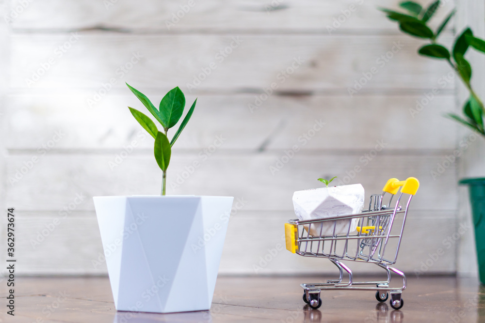 Sprout of a large and small Zamioculcas home plant in wicker concrete pot and shopping cart stands on wooden background at home. Home gardening Sprout of a large and small Zamioculcas home plant in wicker concrete pot and shopping cart stands on wooden background at home. Home gardening