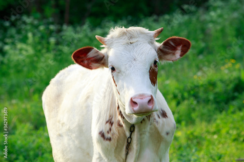 Young calf in the meadow © deviddo