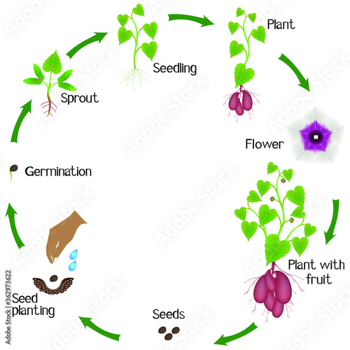 Life cycle of sweet potato plant on a white background.