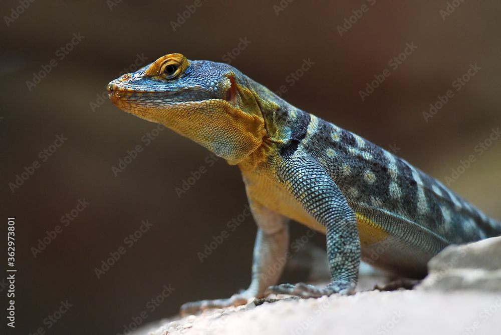 Naklejka premium Common collared lizard closeup of yellow head from reptile exotic wildlife mexico
