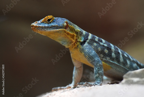 Common collared lizard closeup of yellow head from reptile exotic wildlife mexico