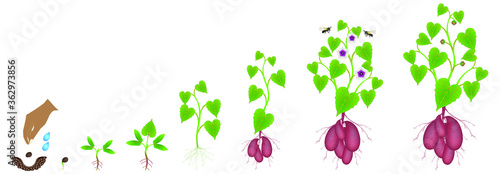 Cycle of growth of sweet potato plant on a white background.