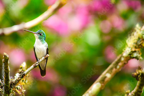 Title: Colibrí Esmeralda andina, diamante de pico largo o amazilia andina / Andean Emerald / Amazilia franciae - Alambi, Ecuador photo