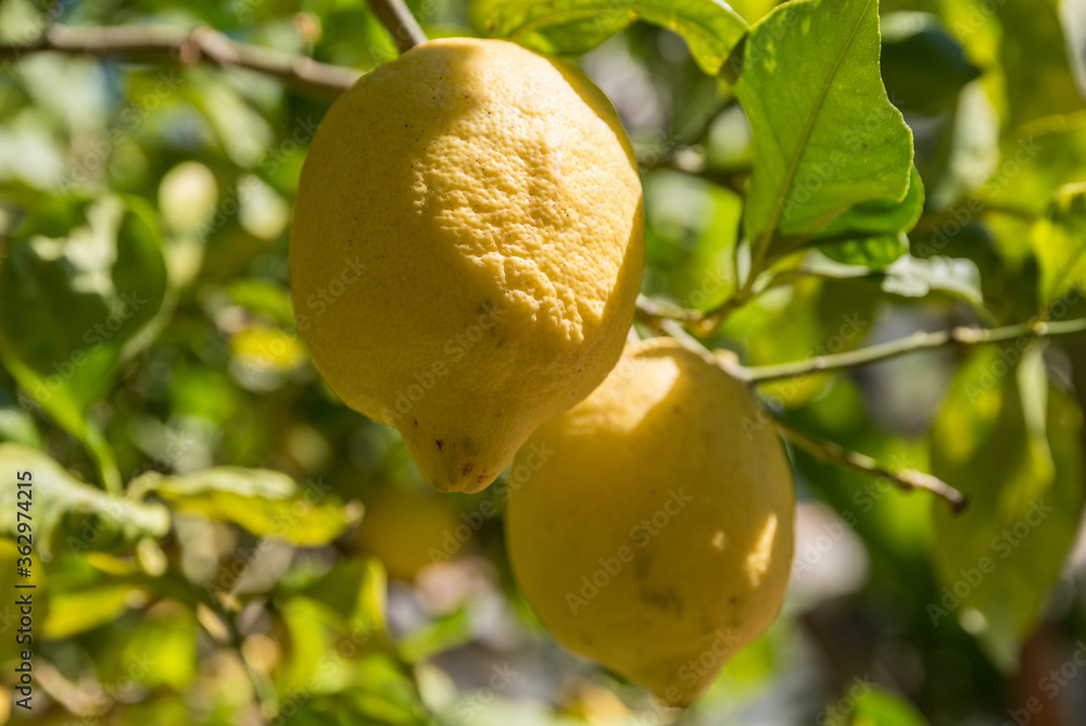 Zitrone am Baum - Nahaufnahme