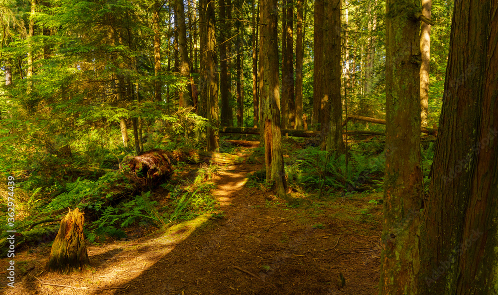 sunlight illuminates path in BC forest - summer
