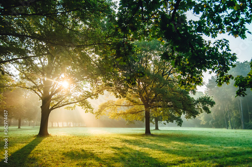Early Morning Sunlight in idyllic and peaceful park meadow with sunbeams shining bright trough trees