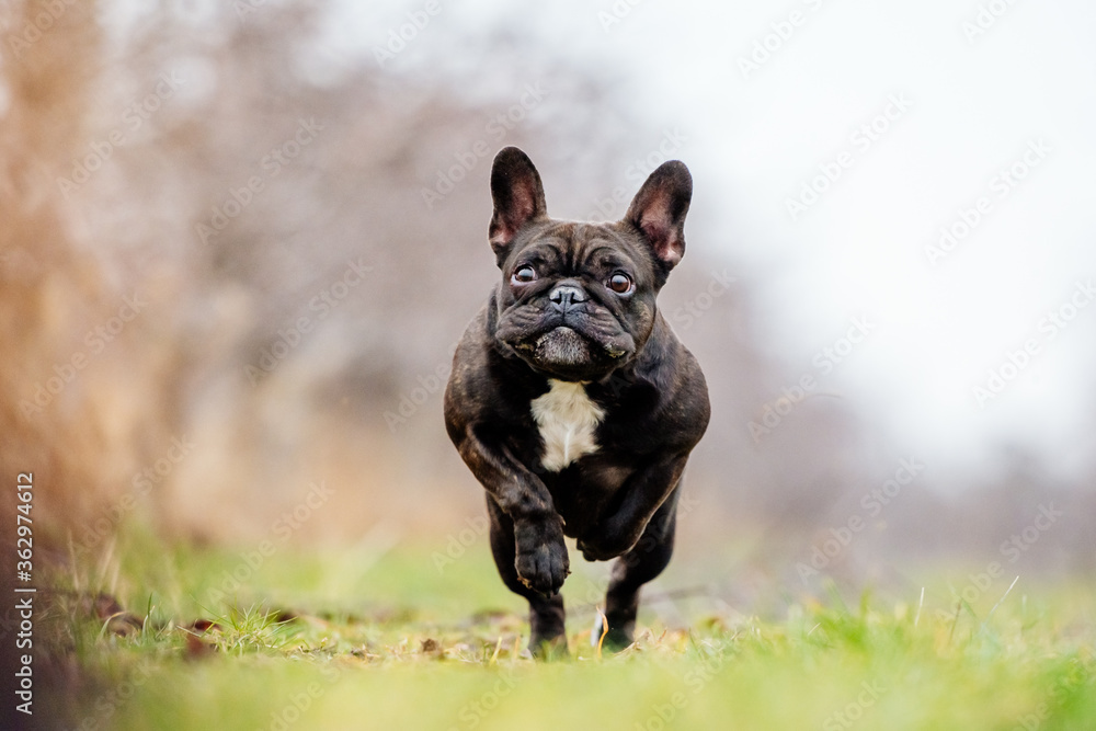 french bulldog running and jumping with funny and cute face dog playing happy