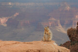 Squirrel sitting on edge of canyon with the picturesque Grand Canyon in the background