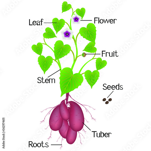 Parts of a sweet potato plant on a white background.