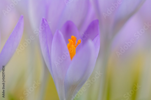 Purple crocus flower blooming in spring awakening close up of fragile flower head for gardener and botanical interest © MJ Fotografie