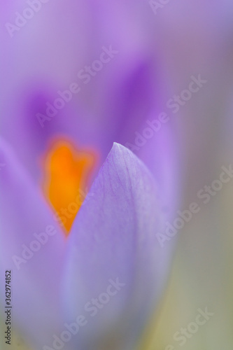 Purple crocus flower blooming in spring awakening close up of fragile flower head for gardener and botanical interest
