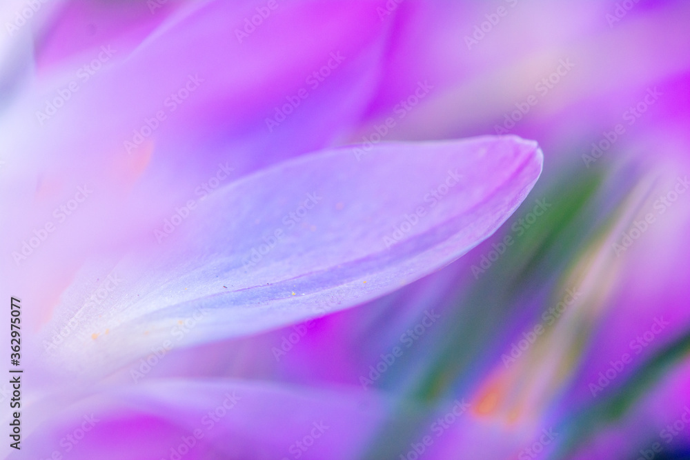 Purple crocus flower blooming in spring awakening close up of fragile flower head for gardener and botanical interest