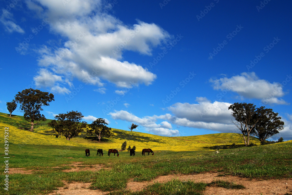 Fototapeta premium horse paddock under blue cloudy sky herd on sunny pasture land in australia