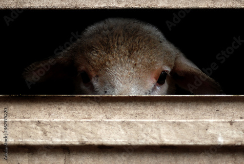 Sheep farm animal looking sad caged in truck for transportation to slaughter for meat picture for animal welfare and animal rights