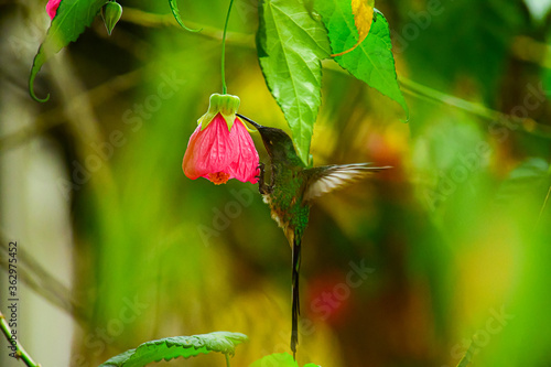 Colibrí Colilargo Menor/ Lesbia nuna localizado alimentándose en una flor de un jardín de Quito, Ecuador  photo