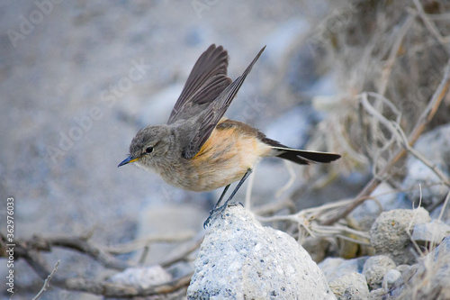 Fotografía de ave localizada en la Laguna del Quilotoa, Región interandina de Ecuador.