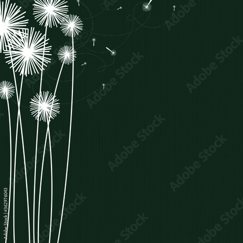 Dandelions on a dark background