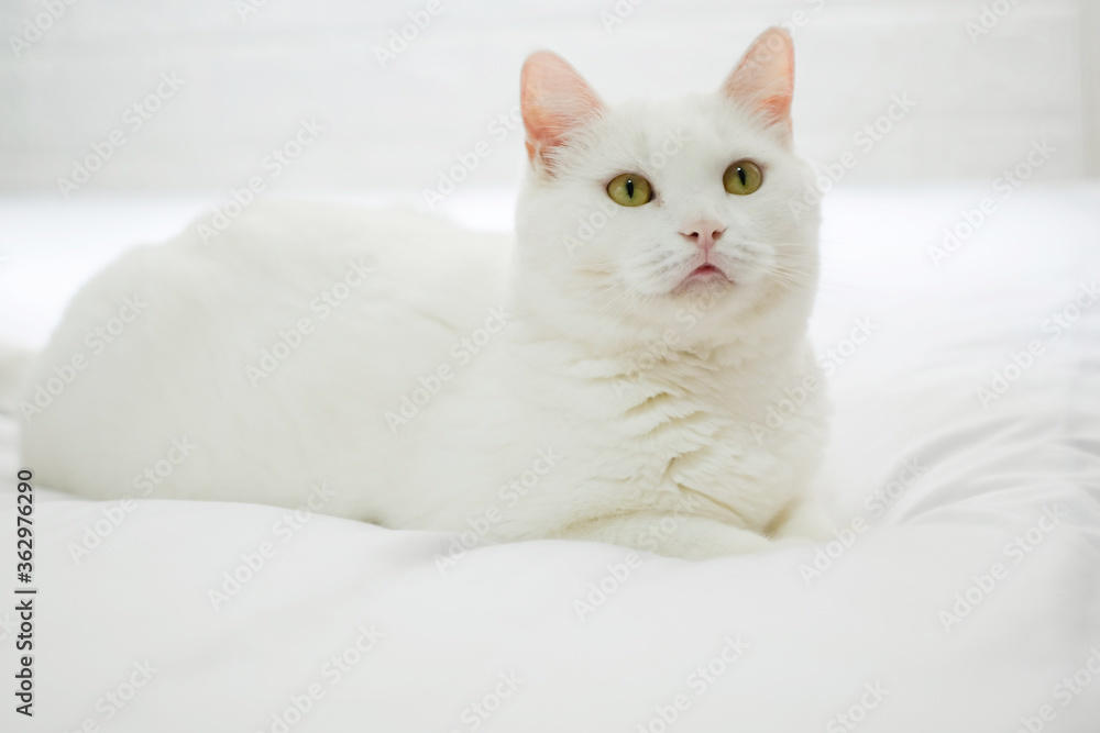 White cat Short Hair Looking at you On White room background . Fat white Cat cute ginger kitten on bed . Cat fluffy pet is feeling happy and cat lovely comfortable . love to animals pet concept .